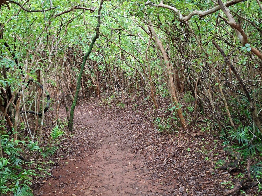 Tom Moore's Jungle-Hamilton Parish必去景点