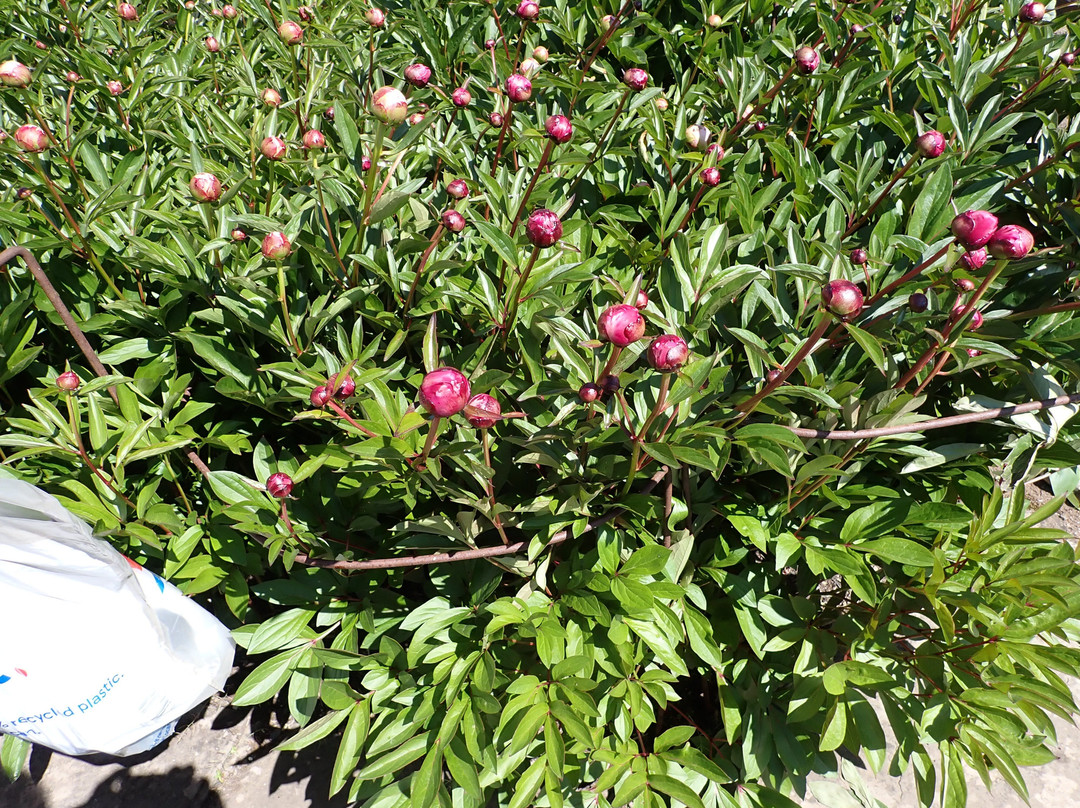 Priorwood Garden-Melrose必去景点