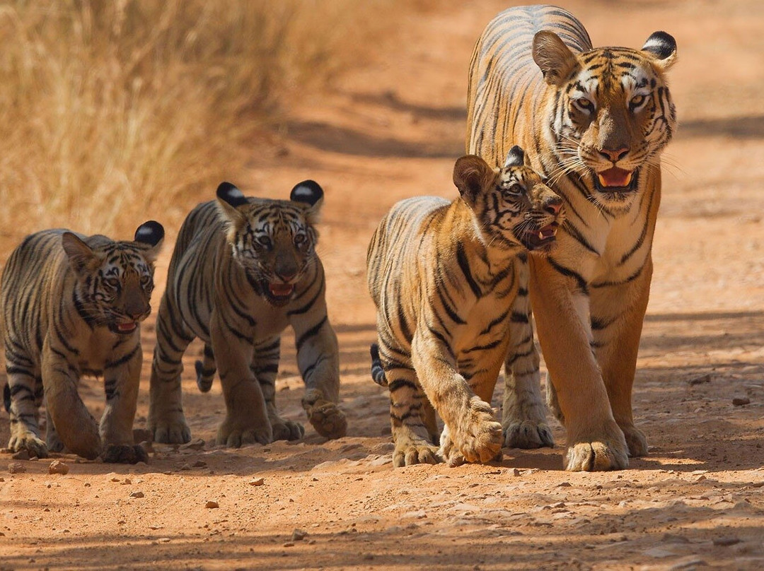Jungle Diaries Tadoba Wildlife Tour