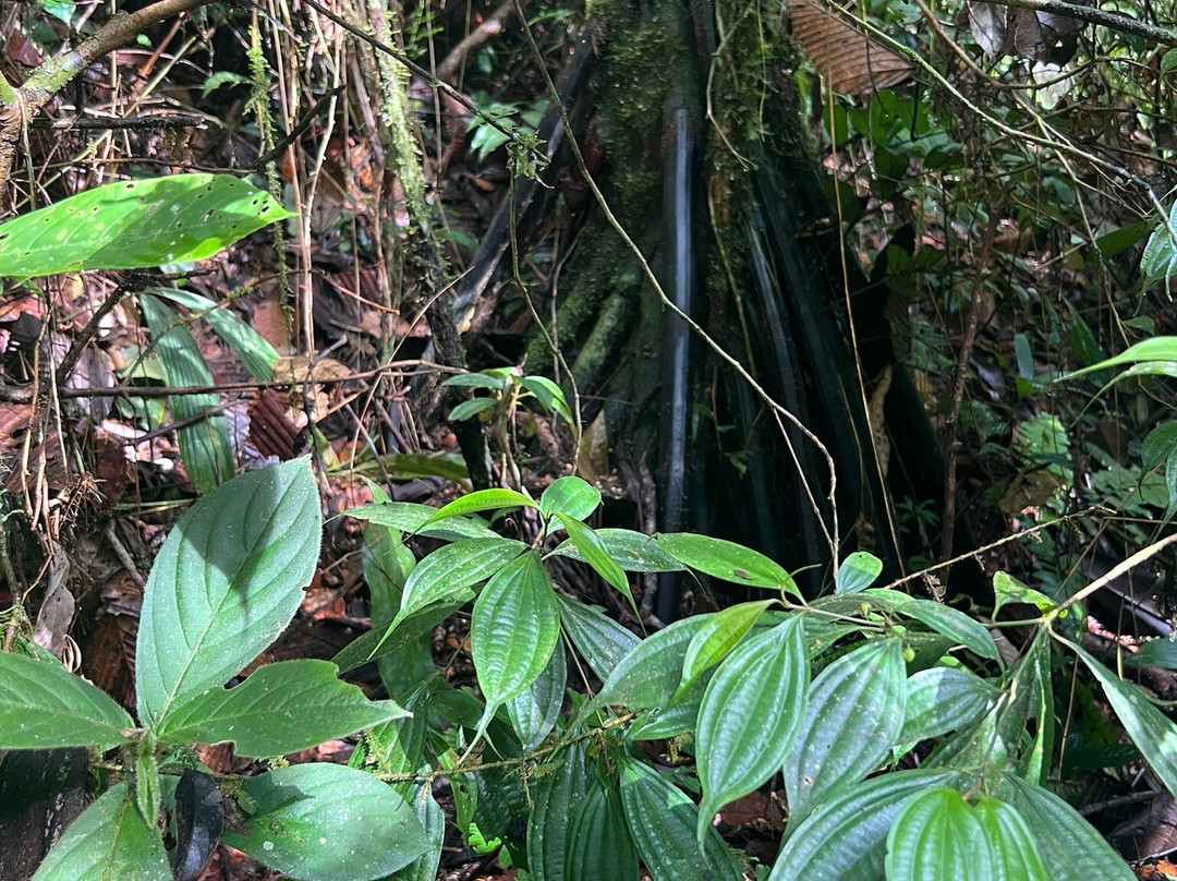 Zanja Arajuno-Puyo必去景点