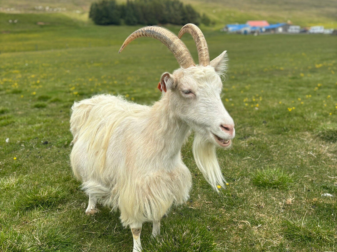 Haafell Goats and Roses-Reykholt必去景点