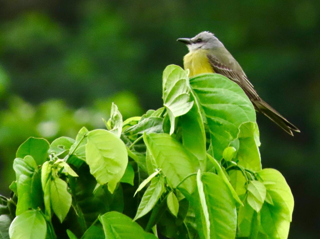 Awindua, Pueblito Indigena Wiwa