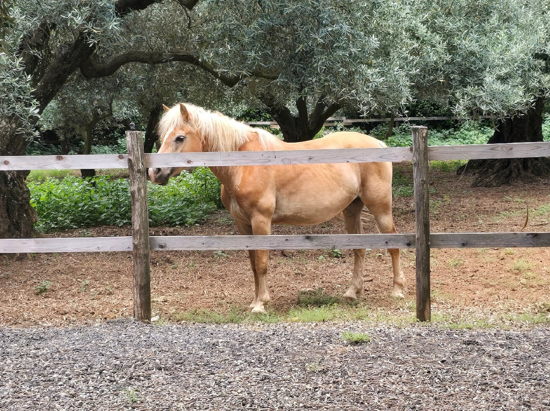 Feudo delle Querce azienda agrituristica主图