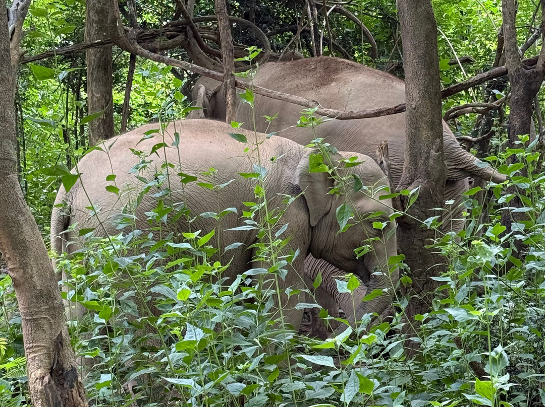 MandaLao Elephant Conservation-琅勃拉邦必去景点