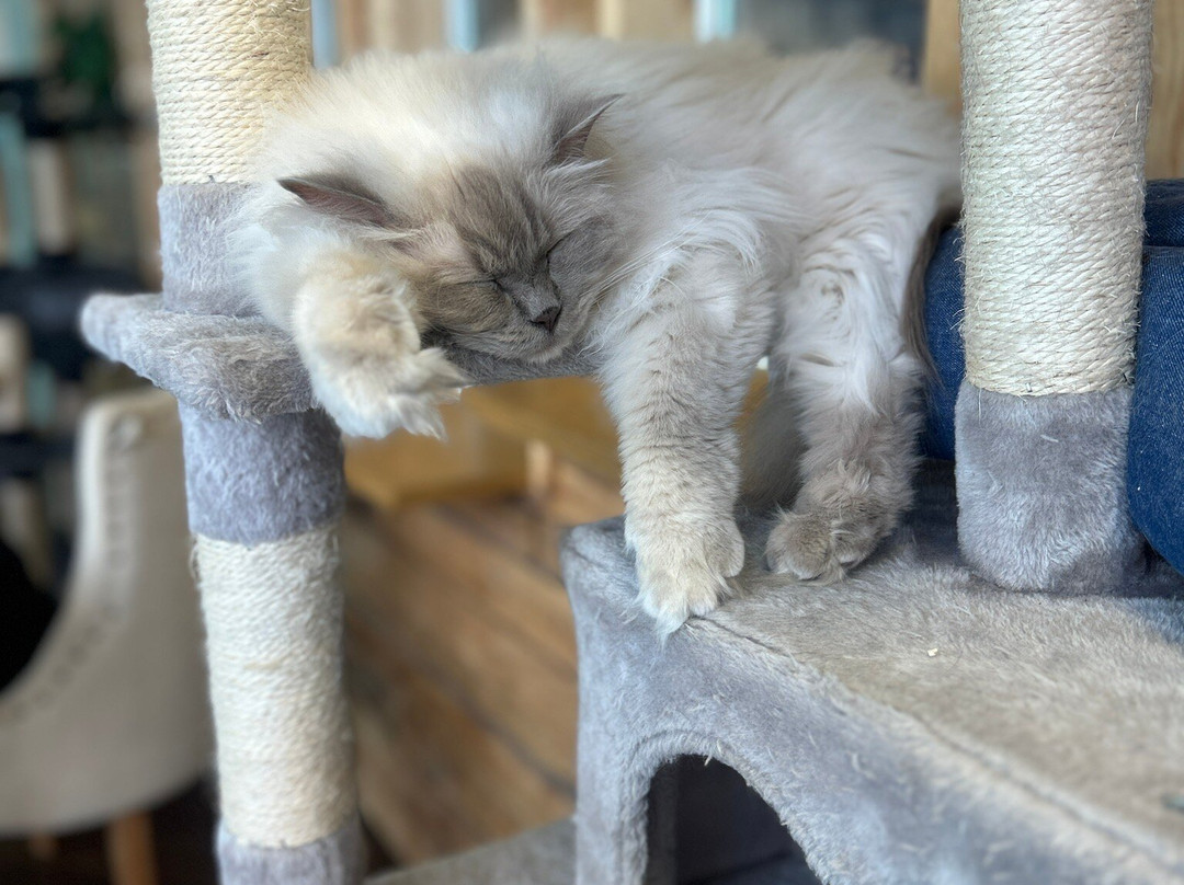 Finduzz CatCafe-延雪平必去景点