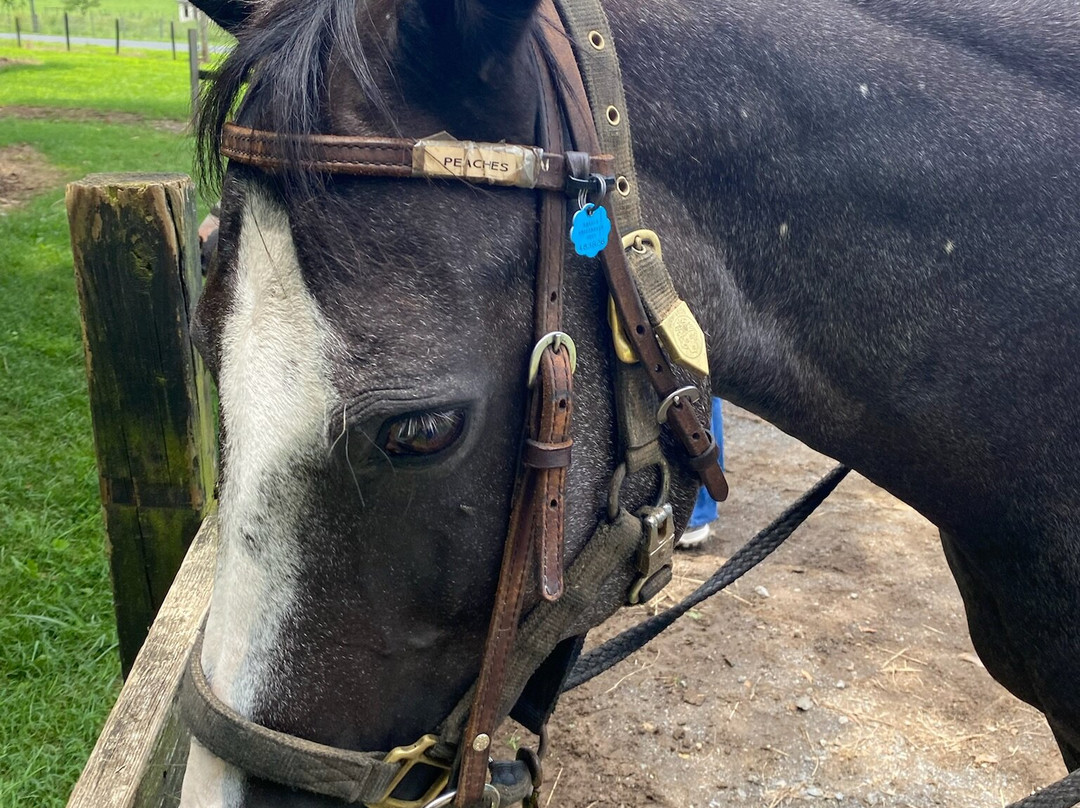 Jordan Hollow Stables-Stanley必去景点