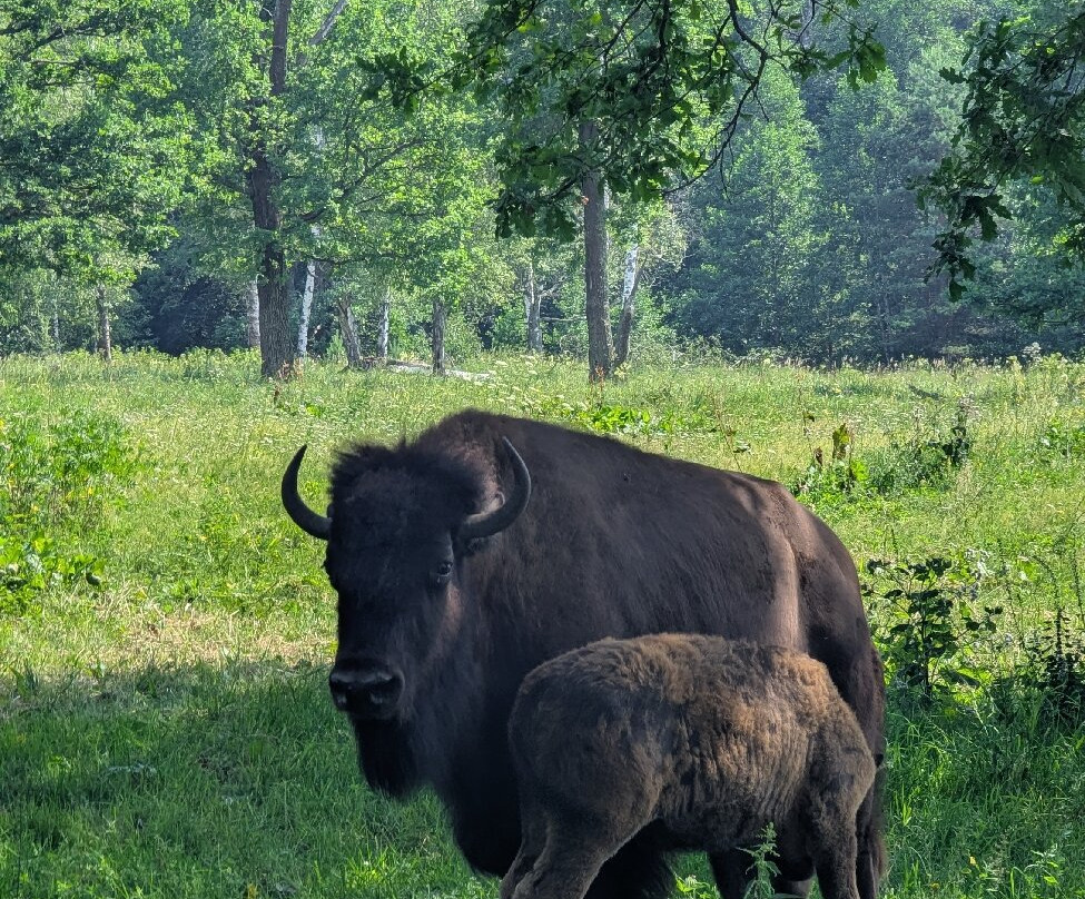Prioksko-Terrasny Nature Reserve-Danki必去景点