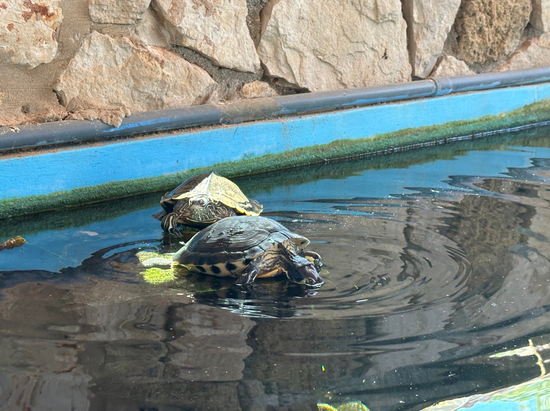 Zakynthos Turtle Rescue Center-瓦西里科斯必去景点