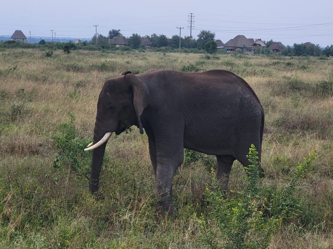 Gracious Tours & Travel-坎帕拉必去景点