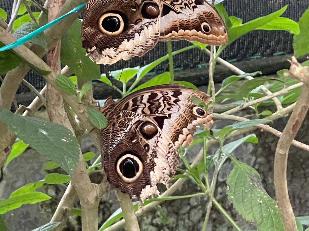 El Jardin de las Mariposas-San Miguel de los Bancos必去景点