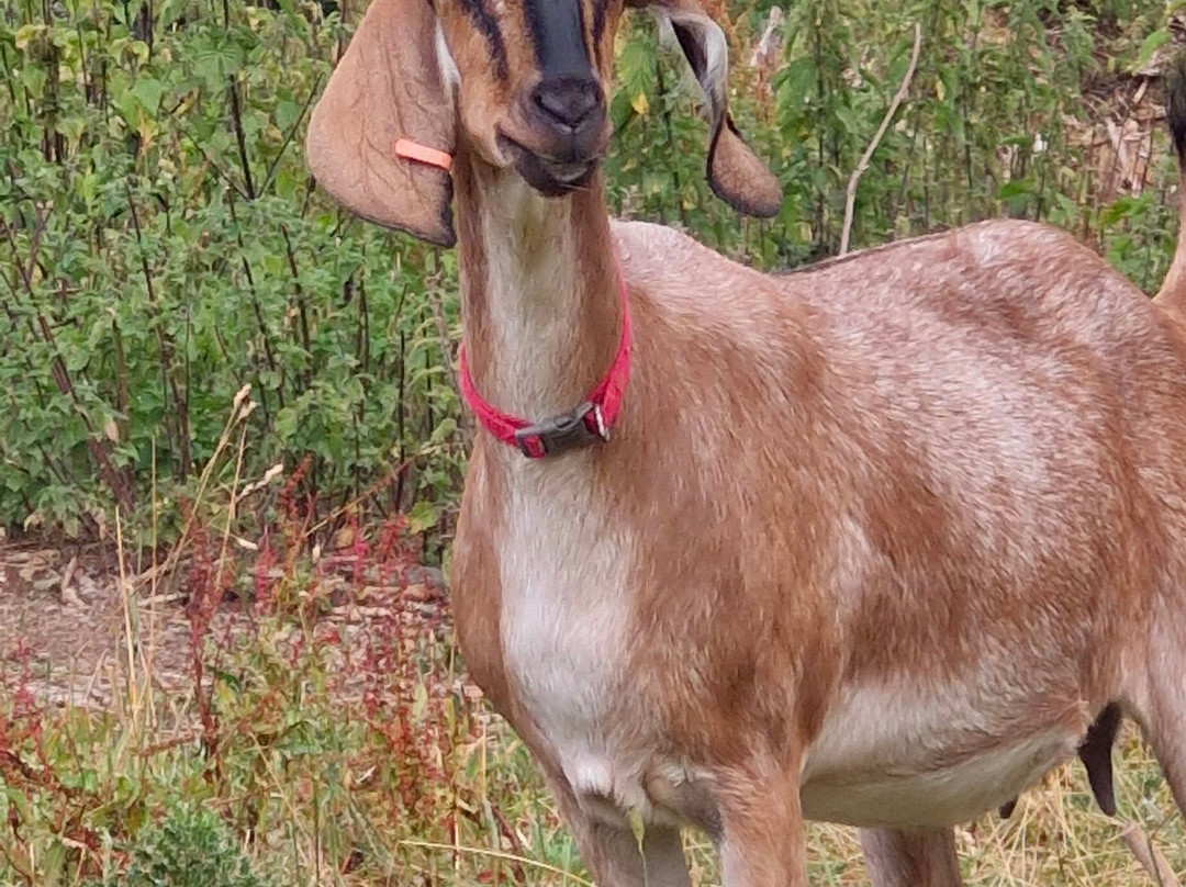 Walcot Hall-Lydbury North必去景点