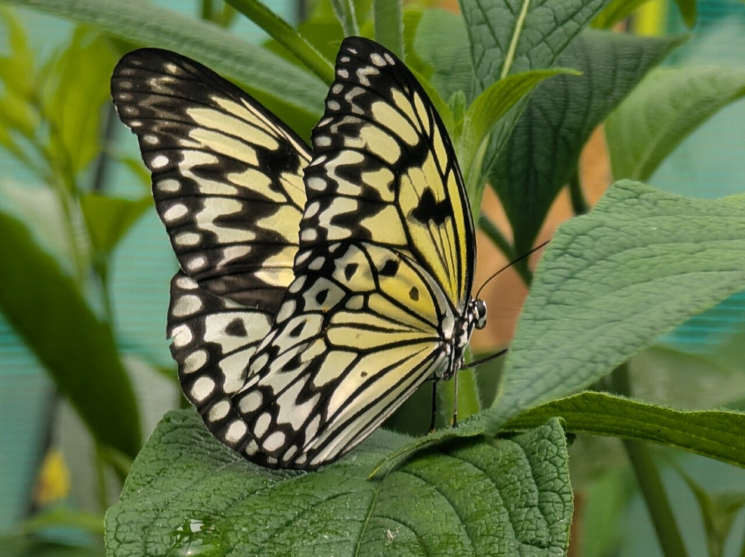 Guys Butterfly House