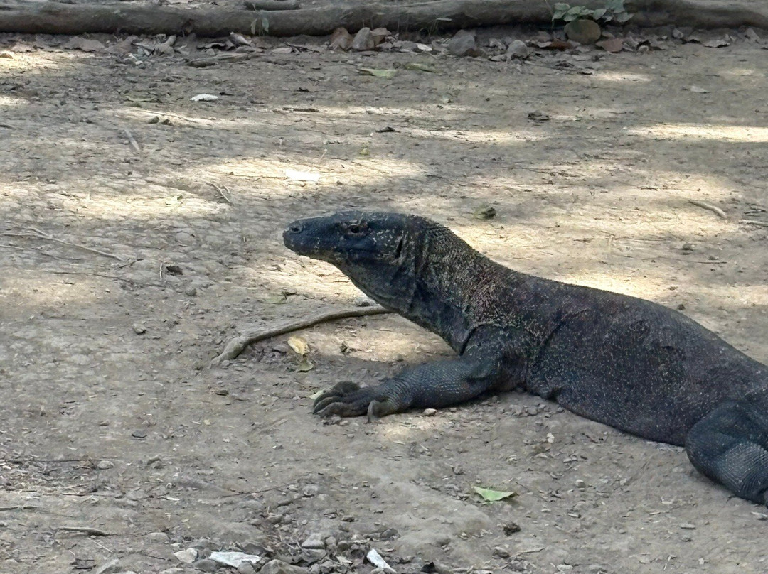 Komodo Eco Tour-科莫多必去景点