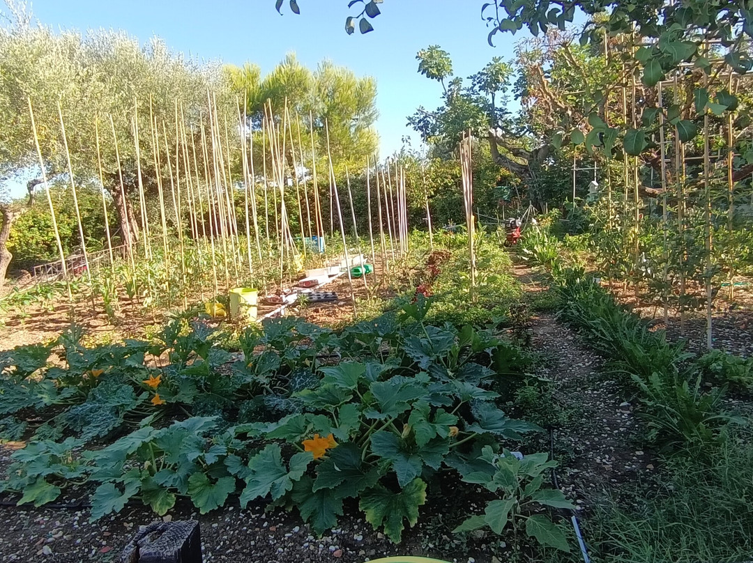 Antica Fattoria del Colle主图