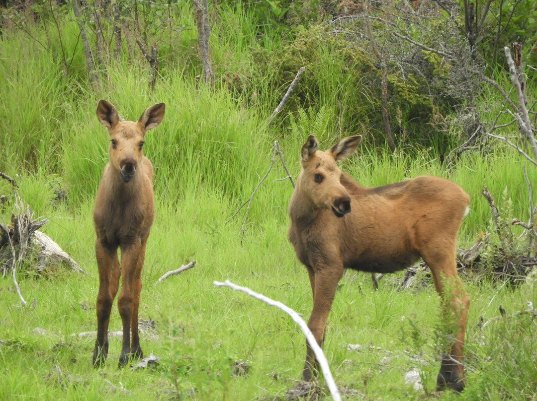 Moosehead Area Guide Service-Greenville必去景点