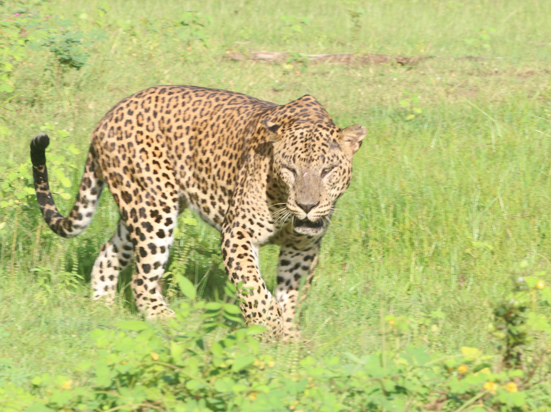 Eddy's Expeditions-加勒必去景点