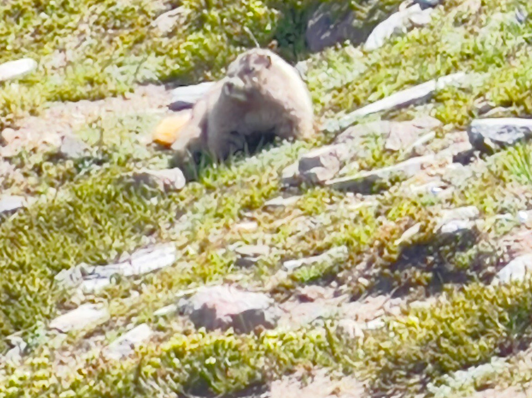天际线小道-雷尼尔山国家公园必去景点
