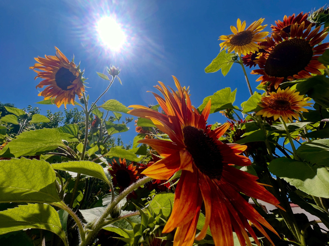 Le delizie di Marianna