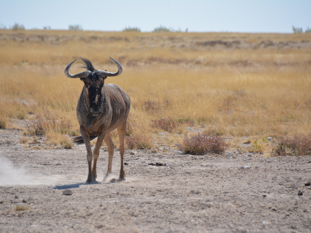 Okangala Tours & Safaris-华维斯湾必去景点