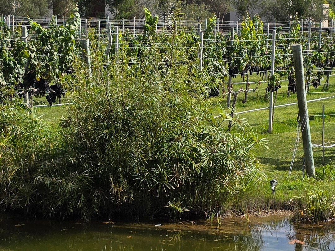 Vinedos San Francisco主图