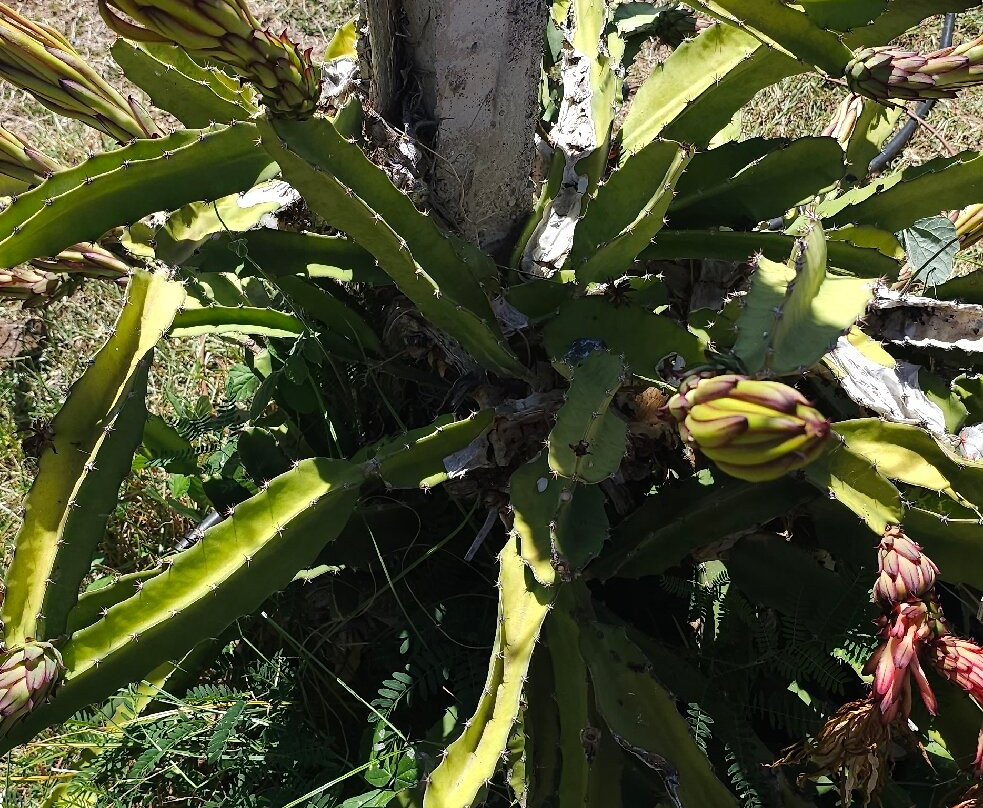 Maui Dragon Fruit Farm-拉海纳必去景点