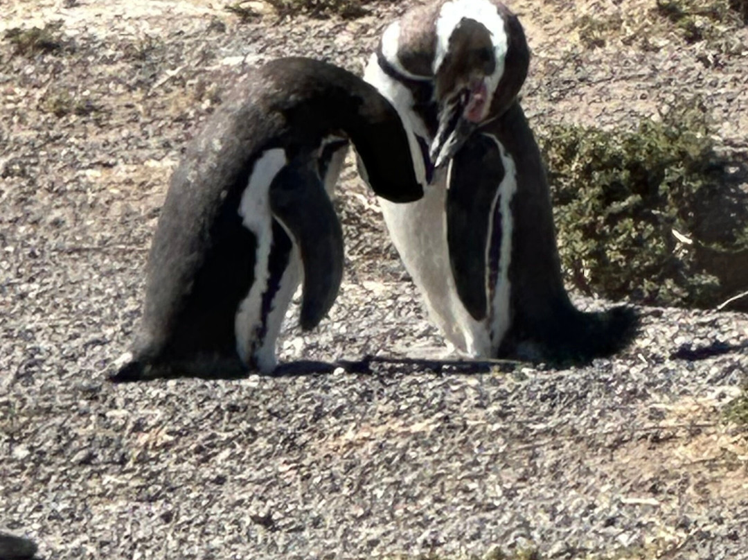 Punta Tombo-Dos Pozos必去景点