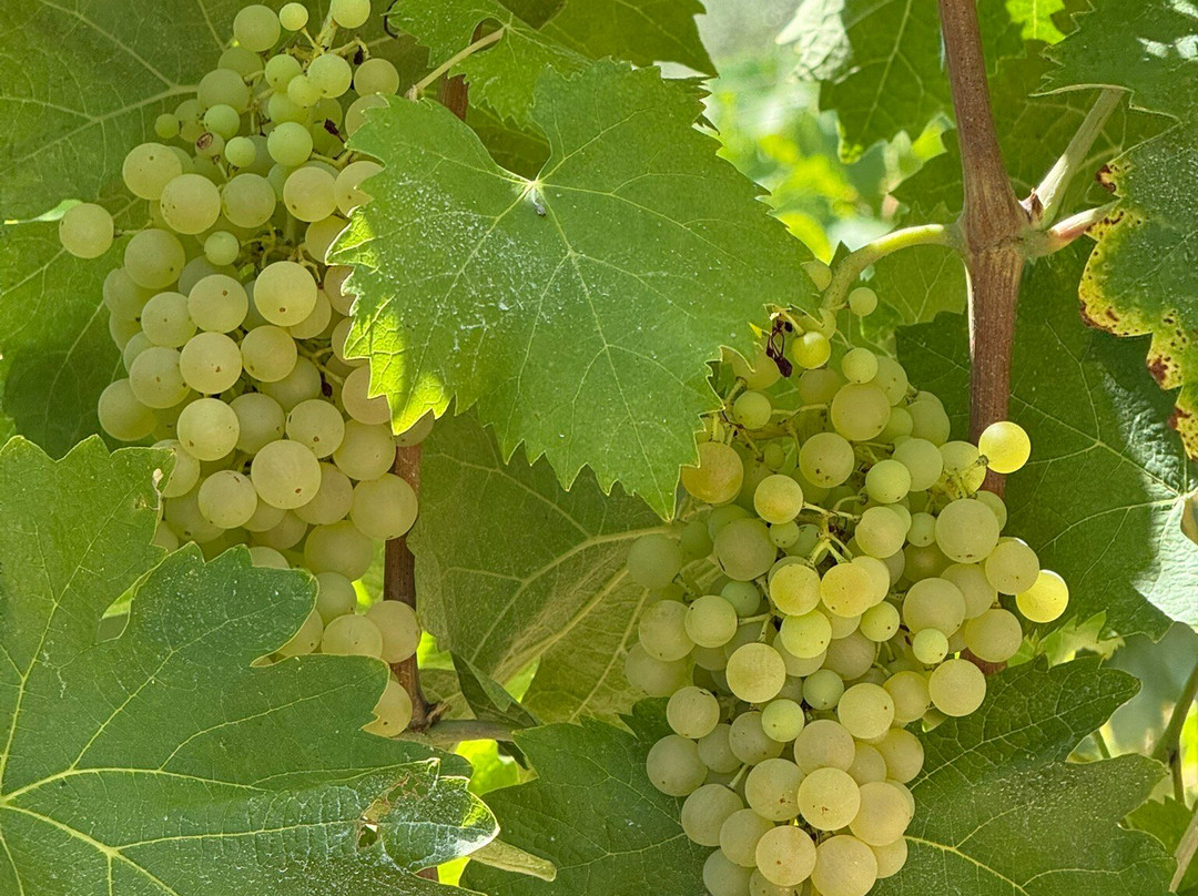 Fattoria Bruno Nicodemi-Notaresco必去景点