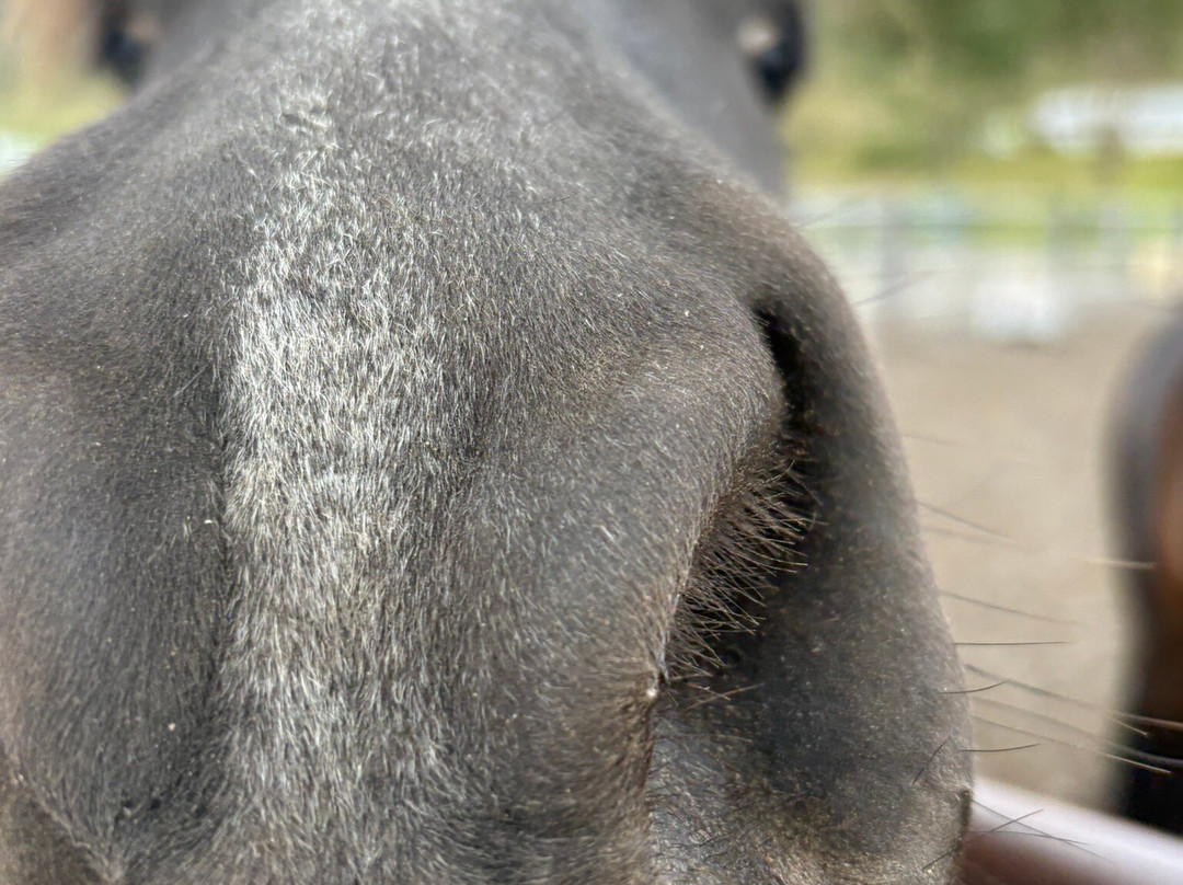 Tvistur Horse Rental-Dalvik必去景点