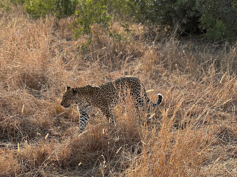 Elephant Herd Tours & Safaris-雾观必去景点