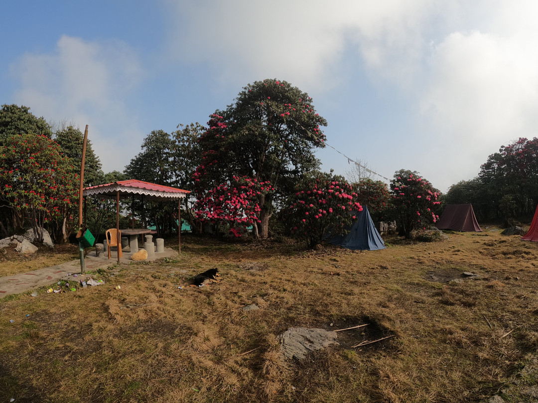 Varsey Rhododendron Sanctuary-West Sikkim必去景点