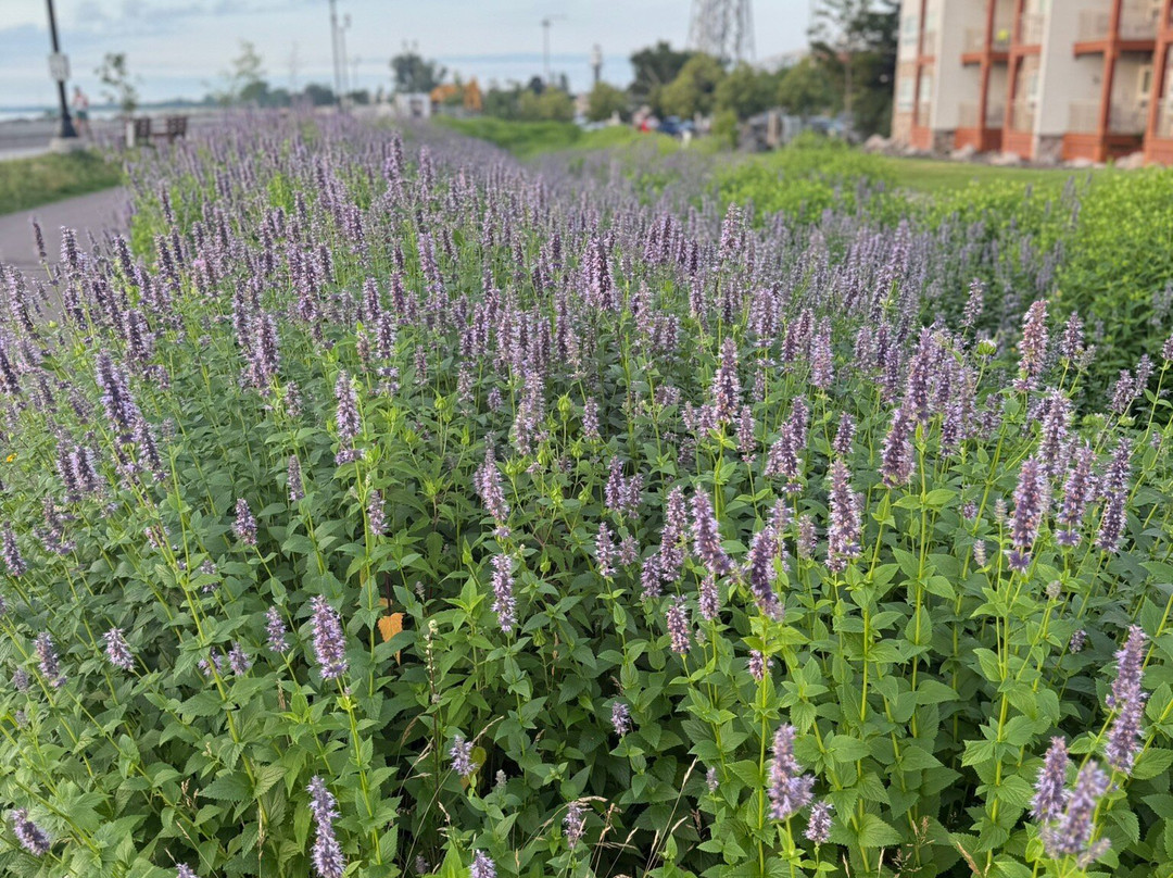 Lift Bridge Lodge, Ascend Hotel Collection主图