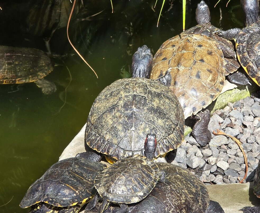 Le Jardin Des Tortues-Les Avirons必去景点