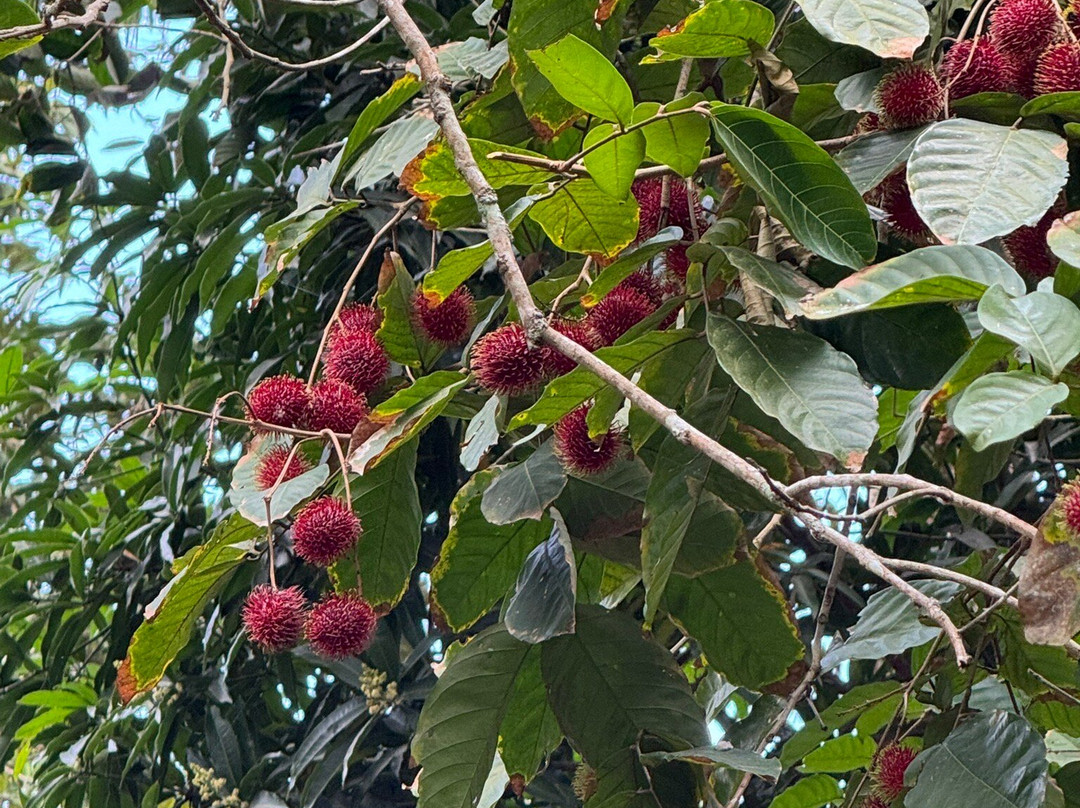 Jambo Spice Farm-桑给巴尔市必去景点