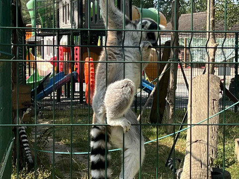 Parc des Grands Félins-Saint-Leger-en-Bray必去景点