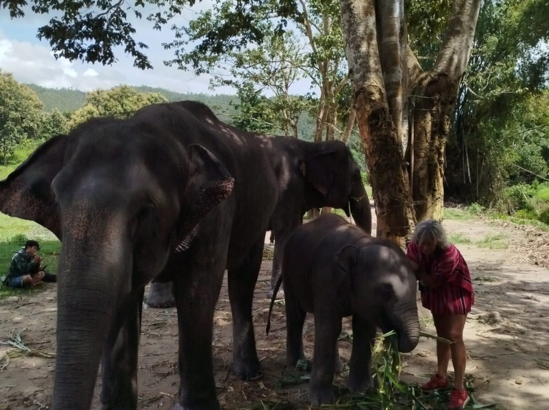 Karen Hilltribe Elephant Sanctuary-Mae Win必去景点