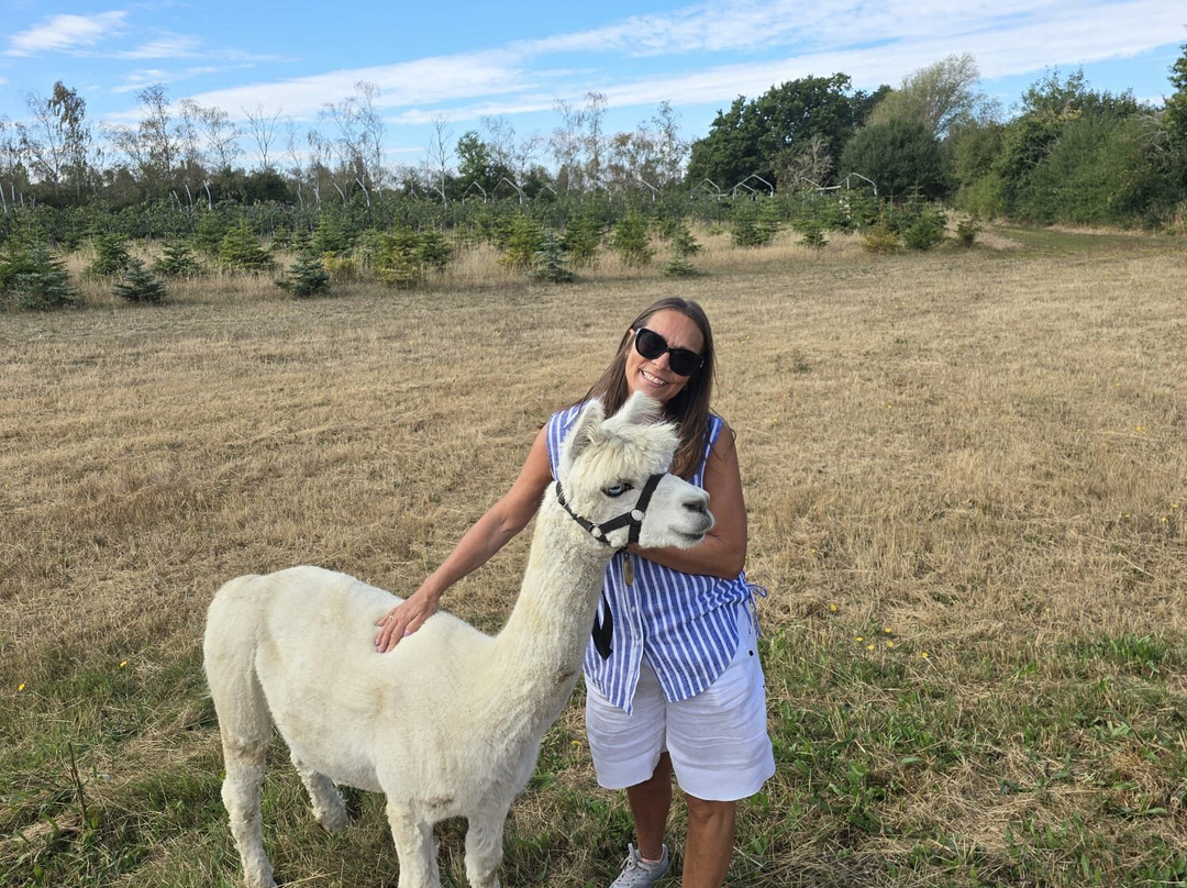 All Things Alpaca Ltd-切姆斯福德必去景点