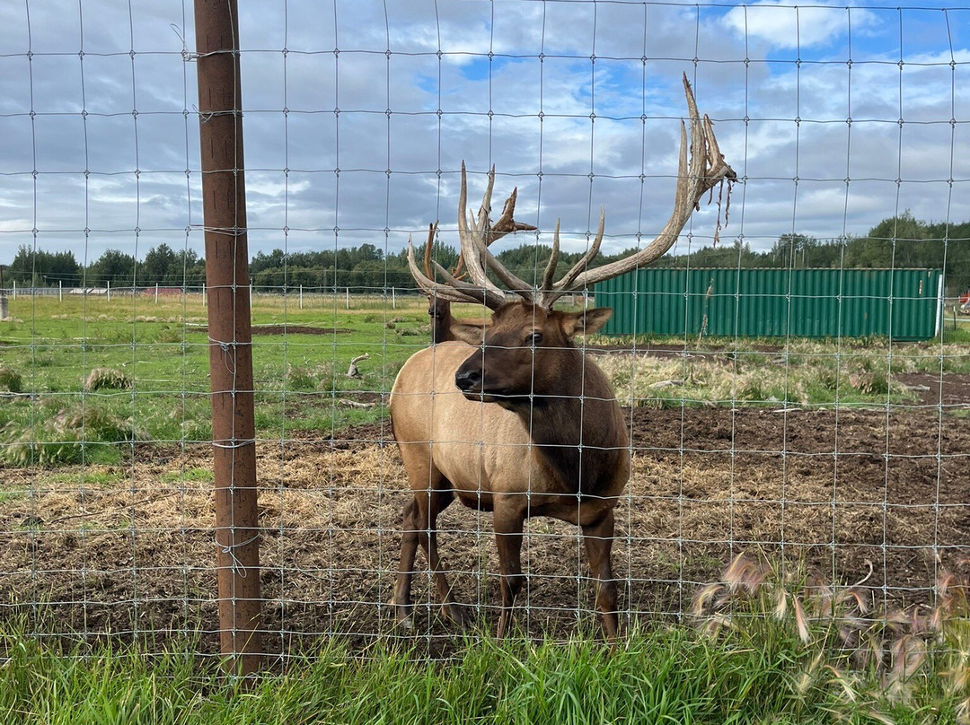 Reindeer Farm-帕尔默必去景点