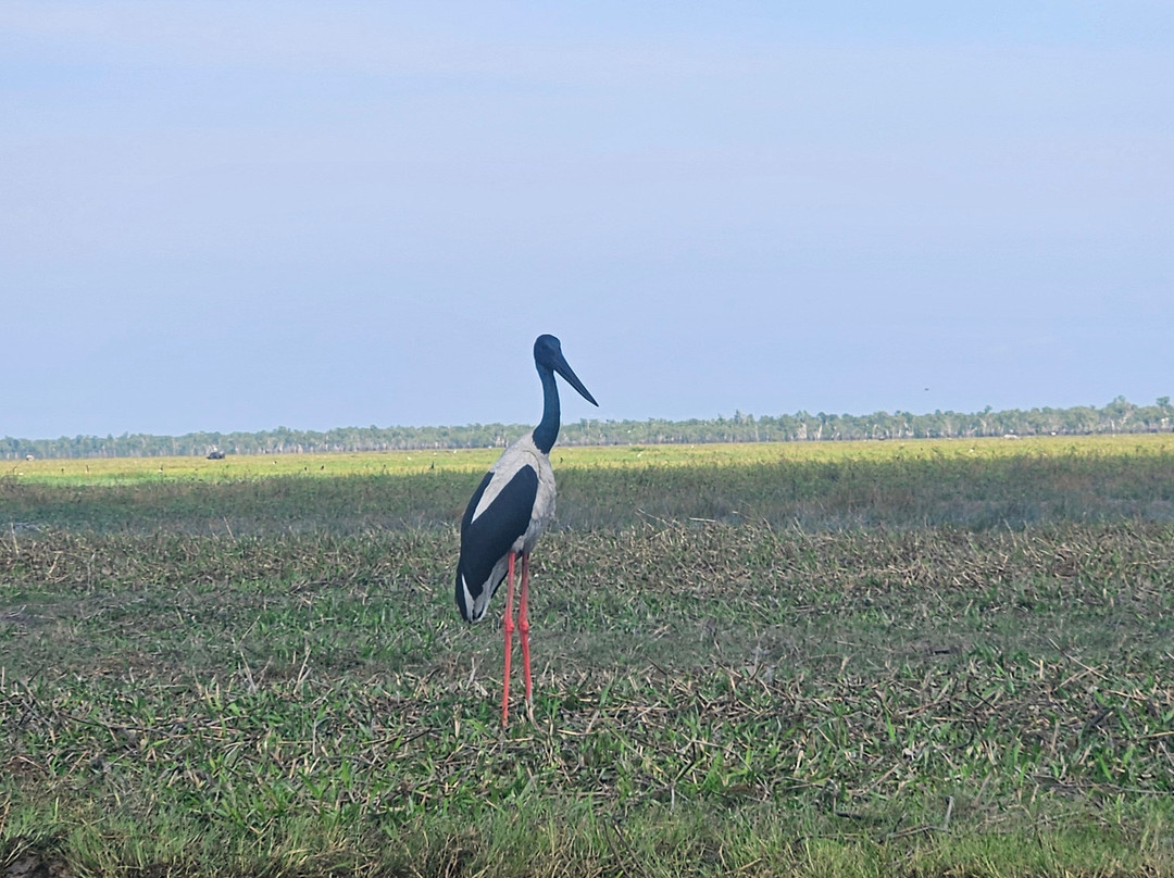 Wildlands Wetlands Safari Cruises-达尔文市必去景点