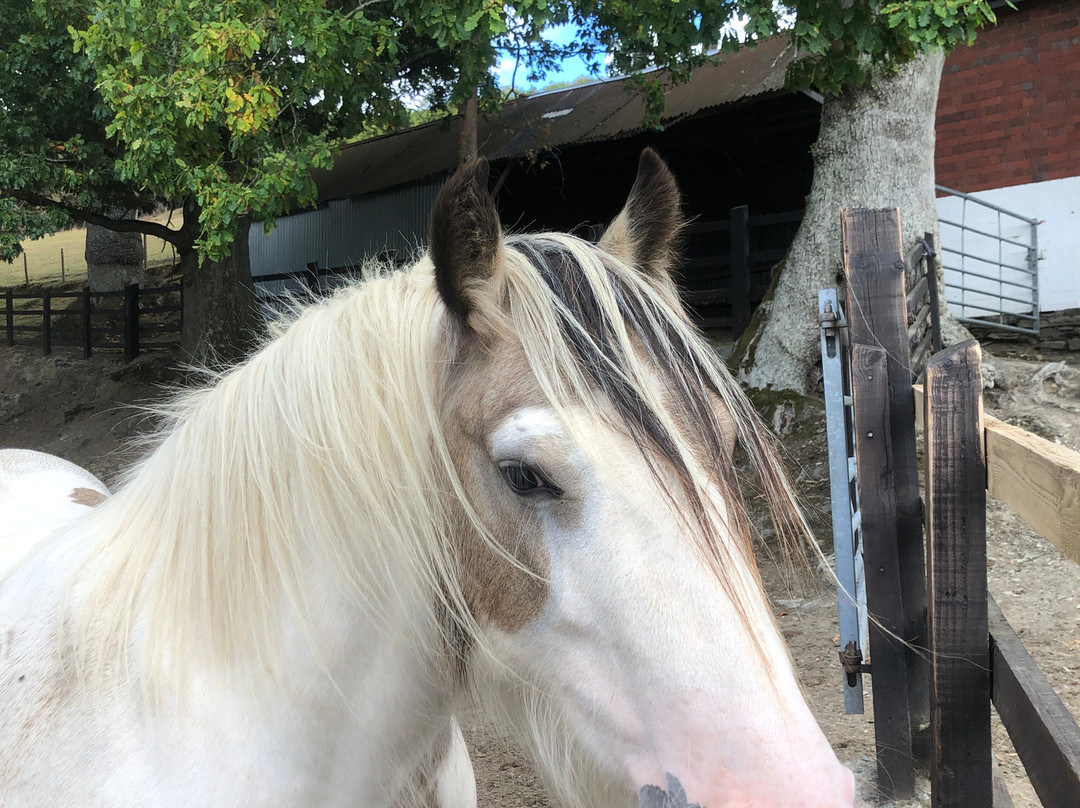 Pony Trekking by Lion Royal Hotel-Rhayader必去景点