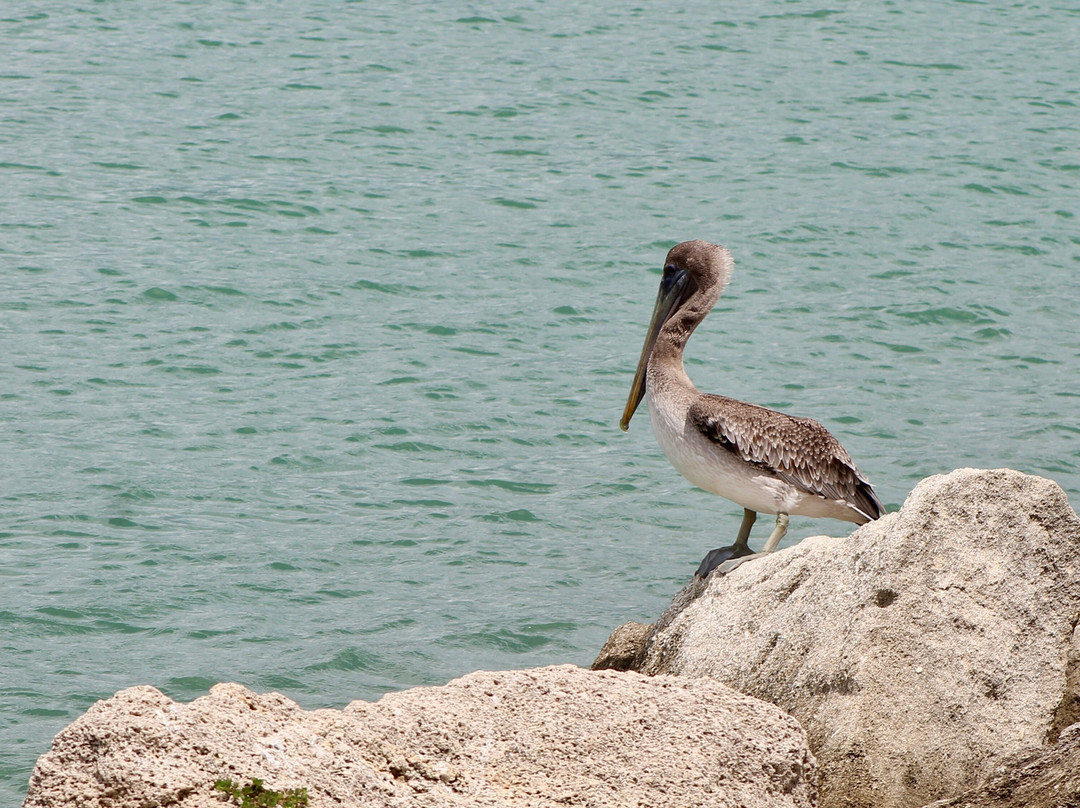 Sebastian Inlet State Park-墨尔本必去景点