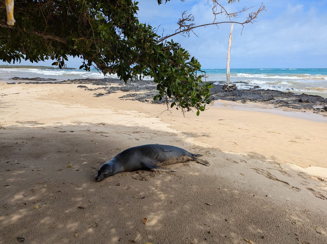Playa Puerto Villamil-维里亚米尔港必去景点