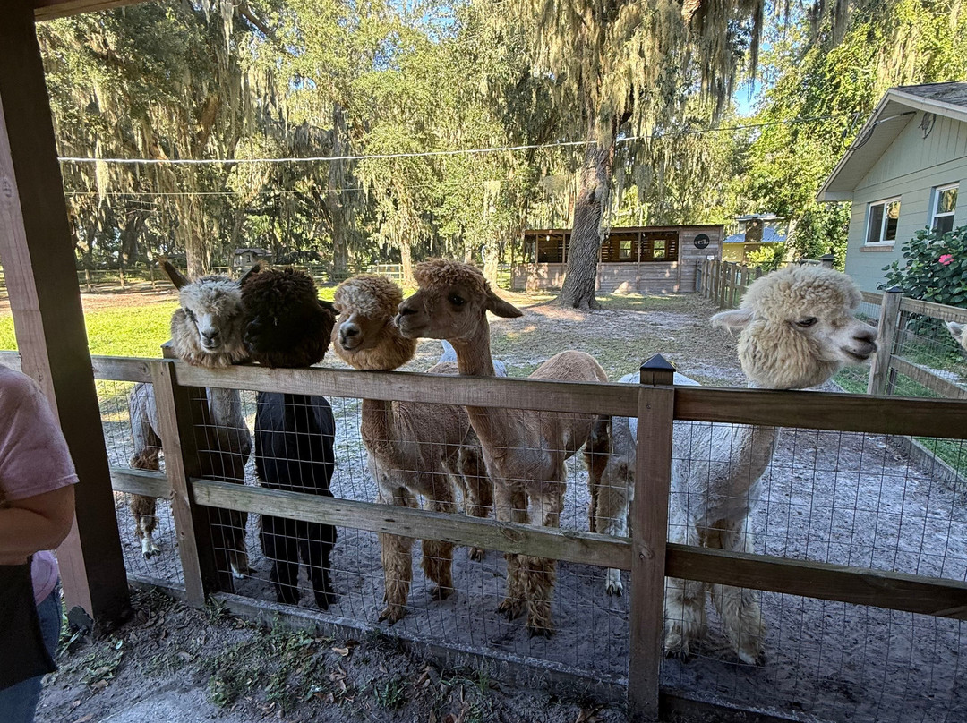 Shady Rest Alpacas-杰克逊维尔必去景点