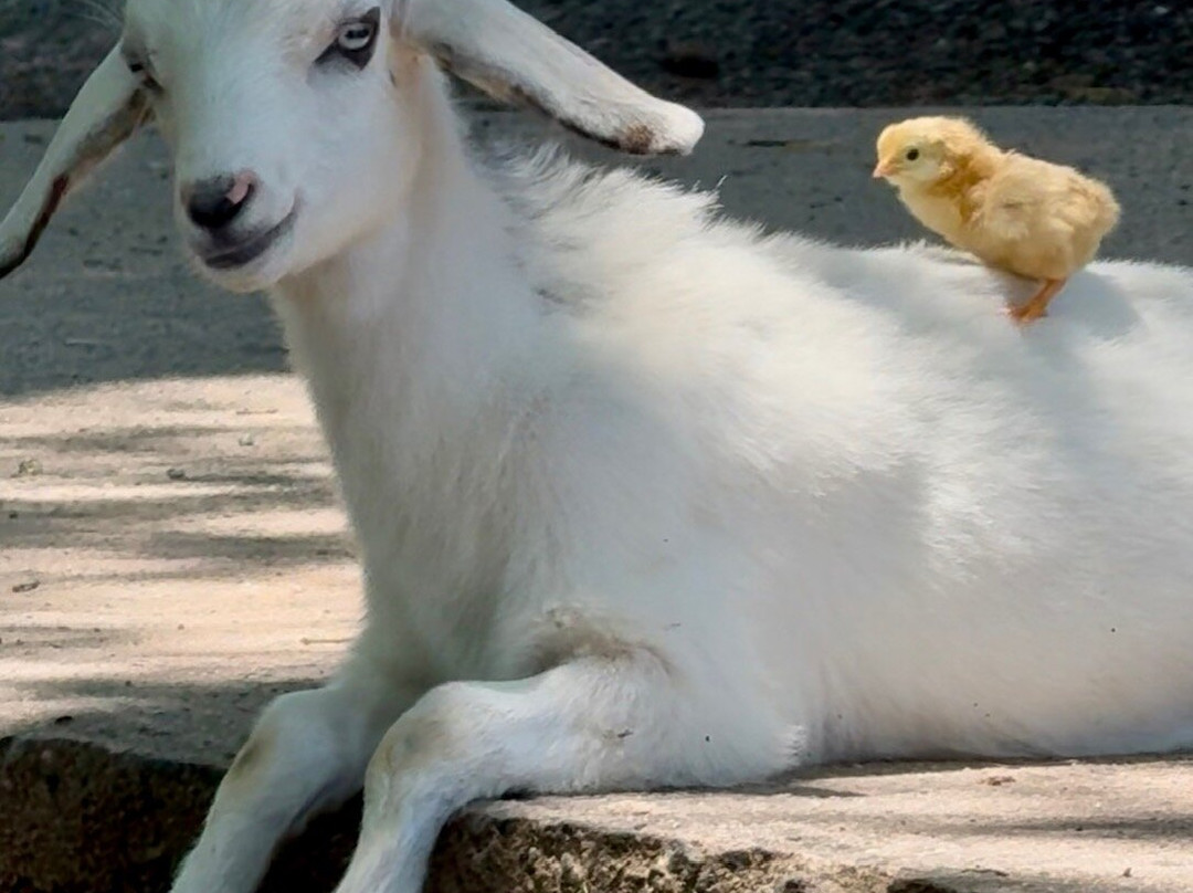 1870 Farm-教堂山必去景点