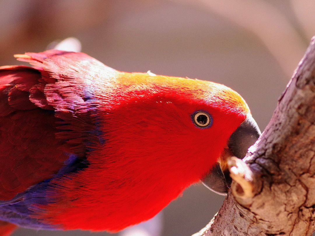 Armadale Reptile Centre-Armadale必去景点