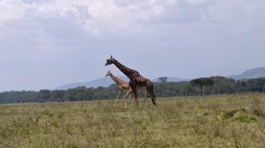 Nature Insight Safaris-内罗毕必去景点