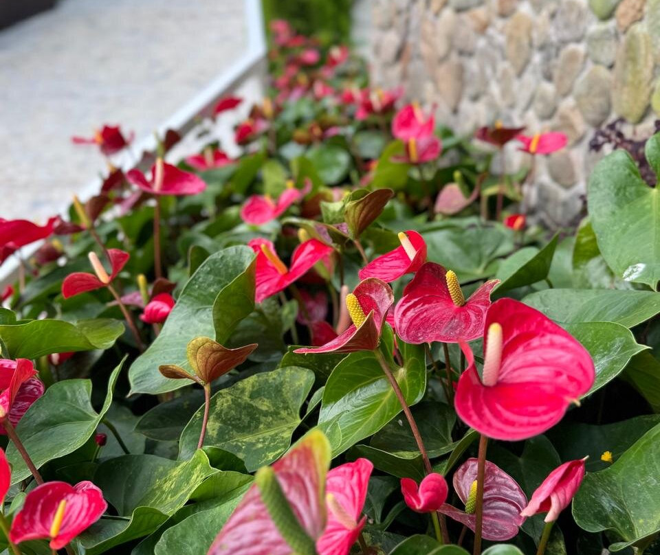 Cameron Highlands Flora Park-碧兰璋必去景点