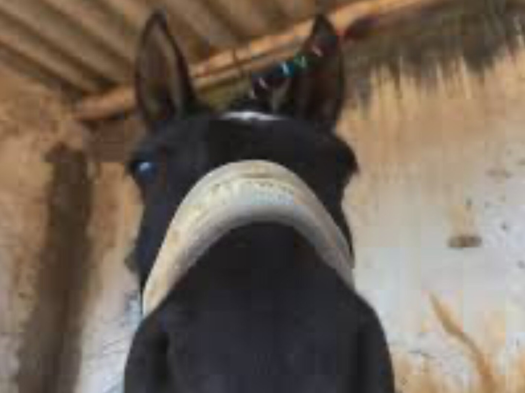 Tiffany's Riding Centre-拉各斯必去景点