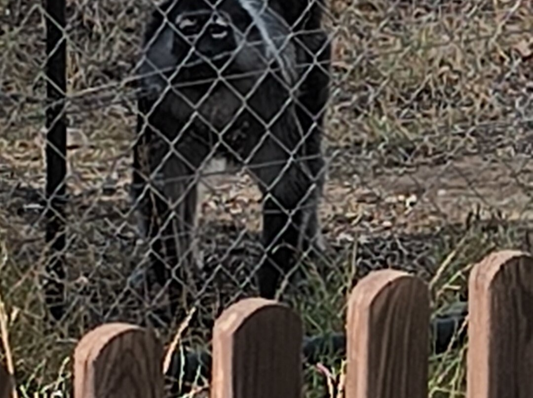 Centro De Rescate Y Recuperación De Primates Rainfer-Fuente El Saz De Jarama必去景点