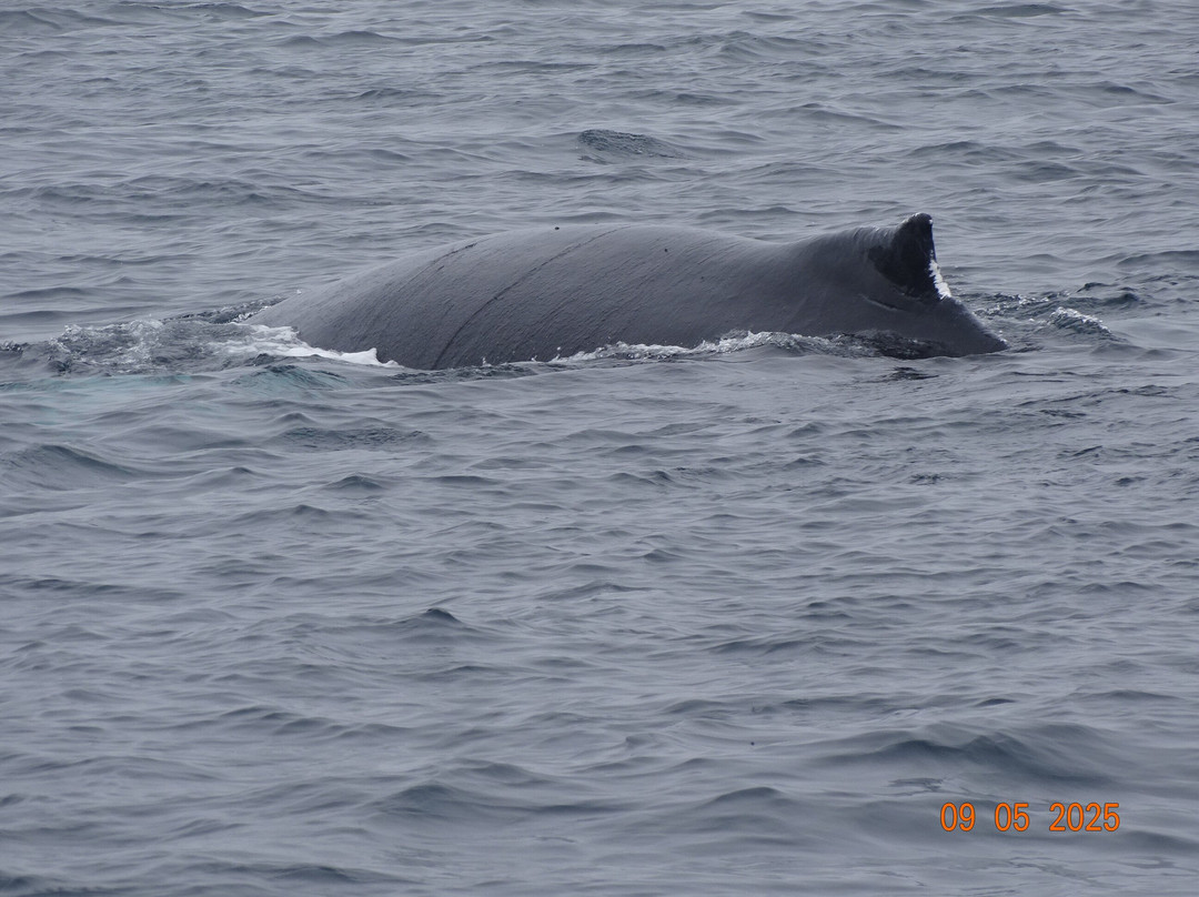 Brier Island Whale and Seabird Cruises-Westport必去景点