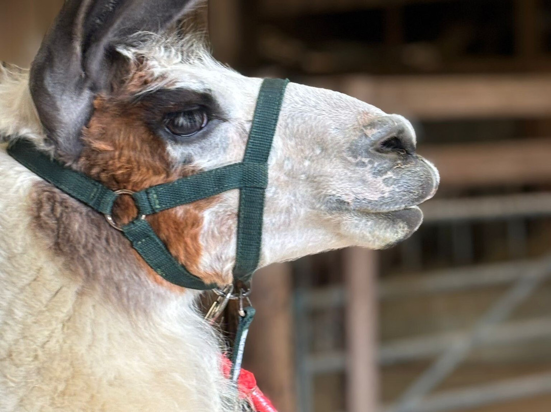 Catanger Llamas-Towcester必去景点